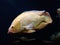 TheÂ oscarÂ (Astronotus ocellatus)Â fish in an aquarium, Thiruvananthapuram Kerala